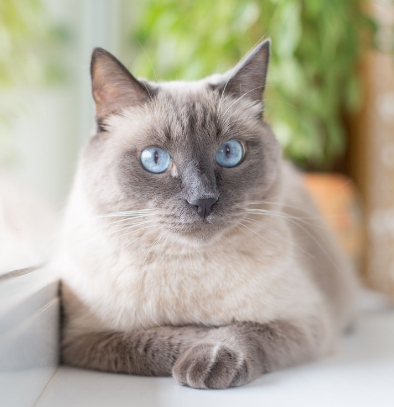 gray siamese