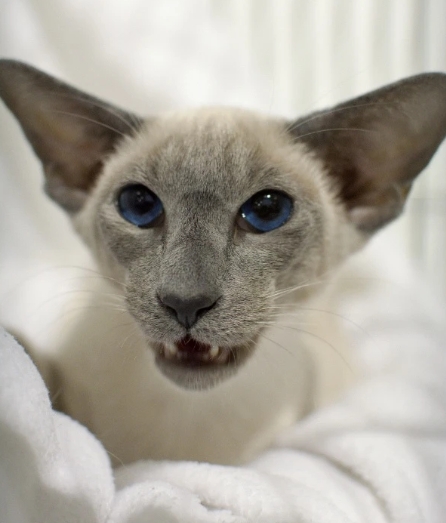 flutterby siamese