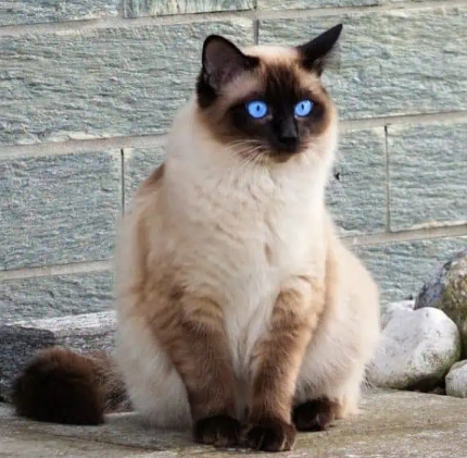 gray point siamese