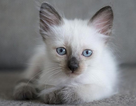 grey and white siamese cat