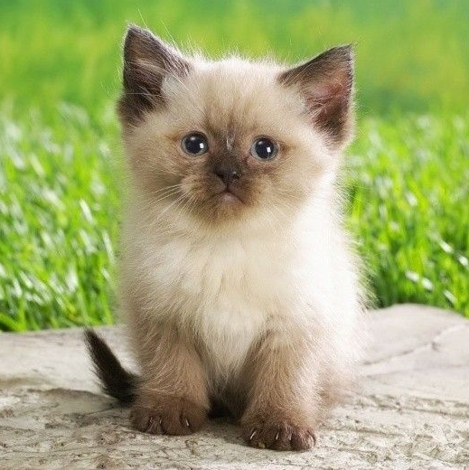 fluffy siamese kitten