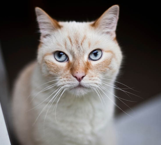 flame point siamese rare