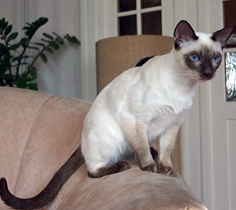 ivory point siamese