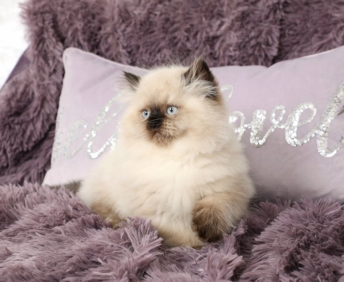 himalayan siamese kittens for sale