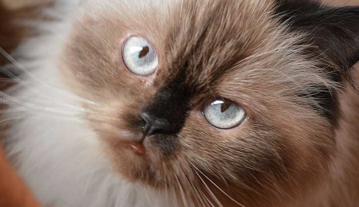 himalayan siamese cat price