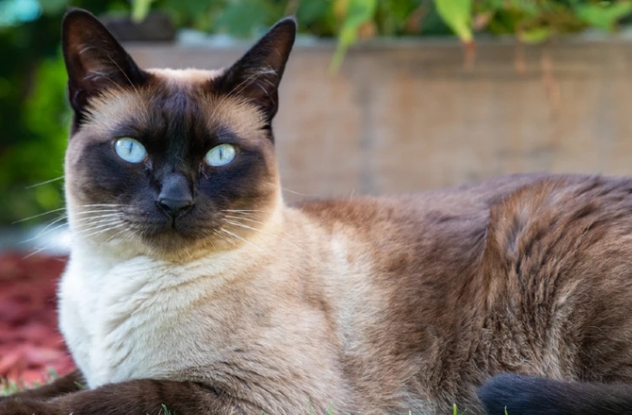 half ragdoll half siamese