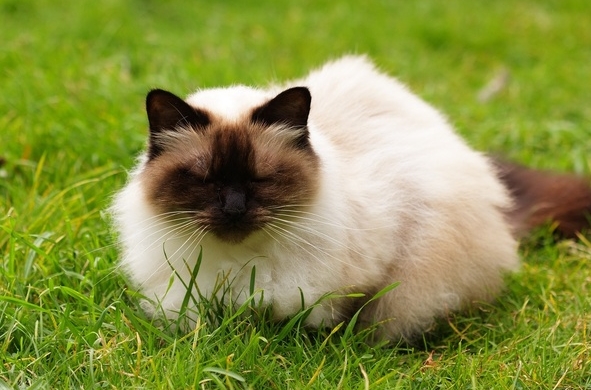 half siamese half persian cat