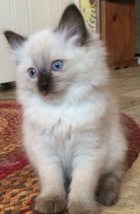 half siamese half himalayan