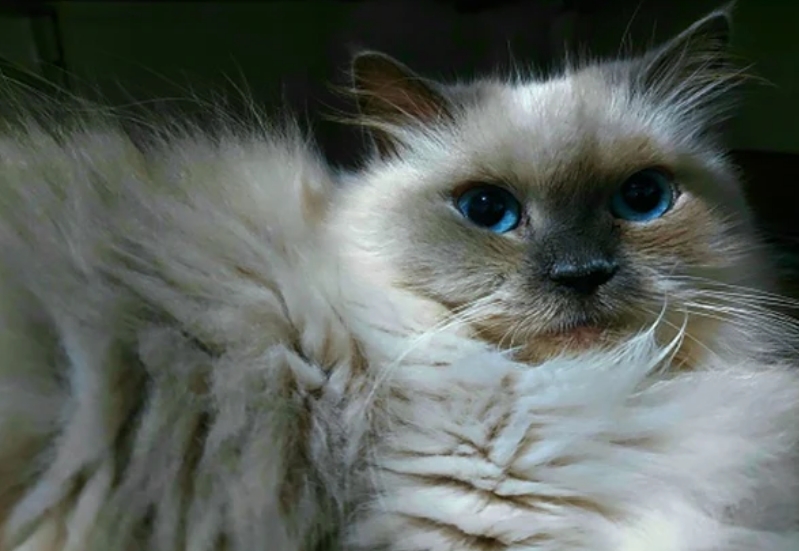 himalayan siamese