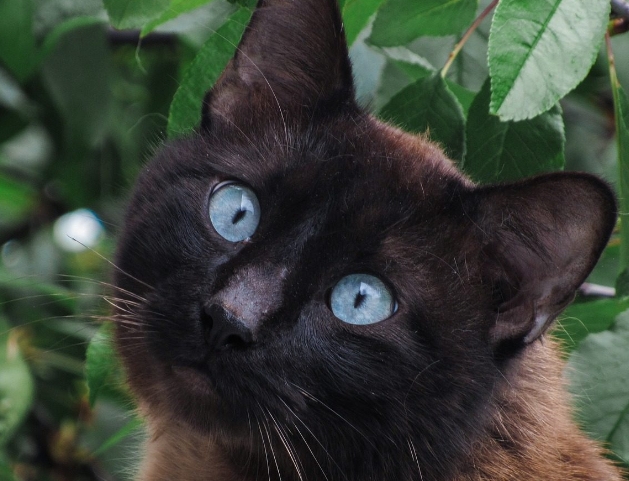 half siamese cat black