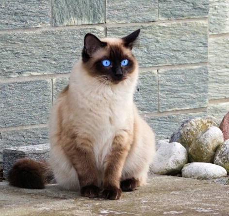 harga siamese cat