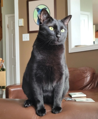 half siamese black cat