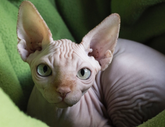 hairless siamese