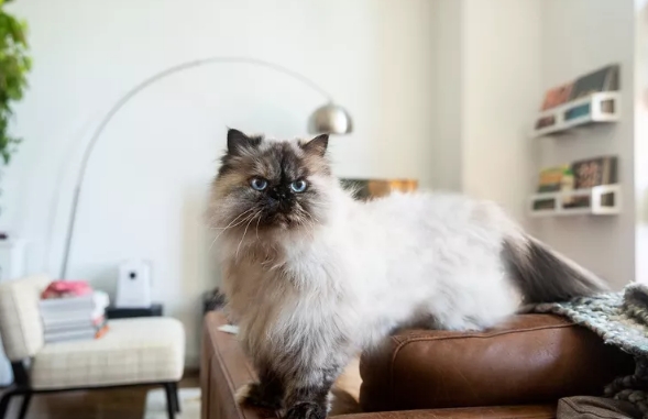 himalayan cat mixed with siamese