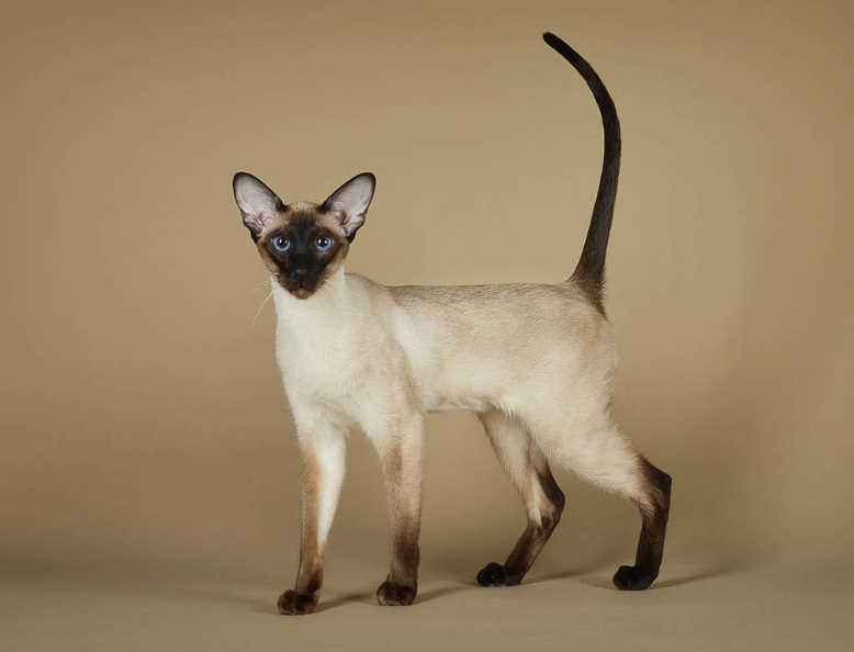 himalayan and siamese cat