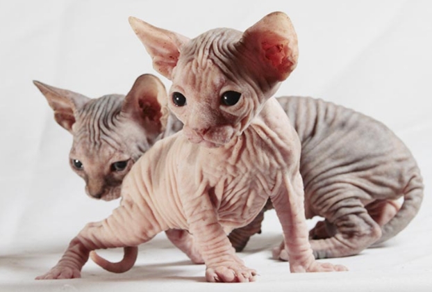 hairless siamese cat price