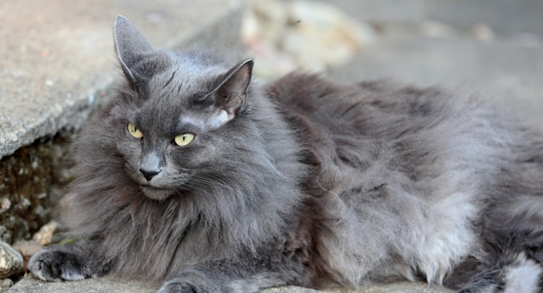 norwegian cat forest