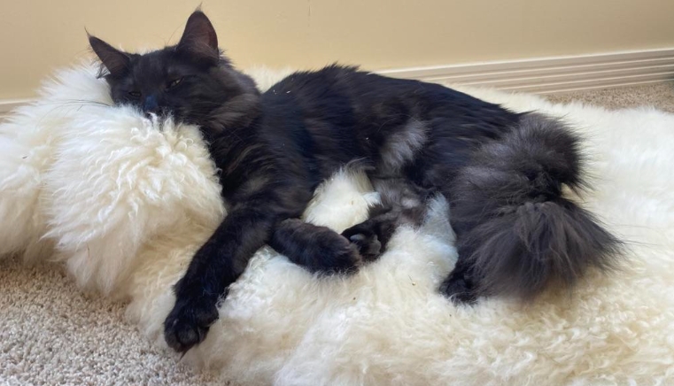 black smoke norwegian forest cat for sale