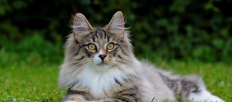 blue norwegian forest cat for sale