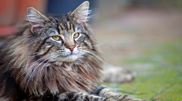 british shorthair x norwegian forest