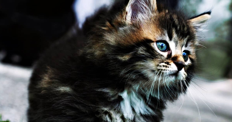 cost of a norwegian forest cat