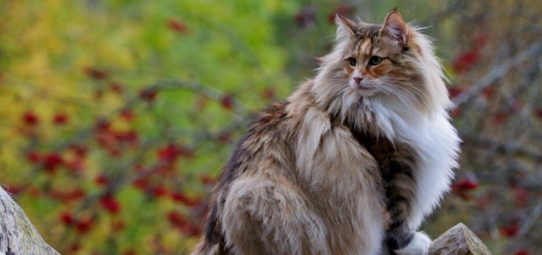 large norwegian forest cat