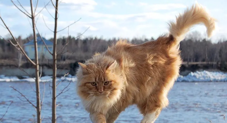 majestic norwegian forest cat