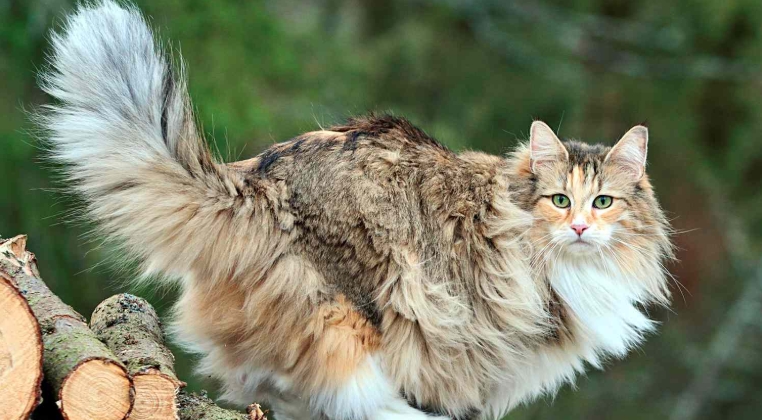 norwegian forest cat adoption near me