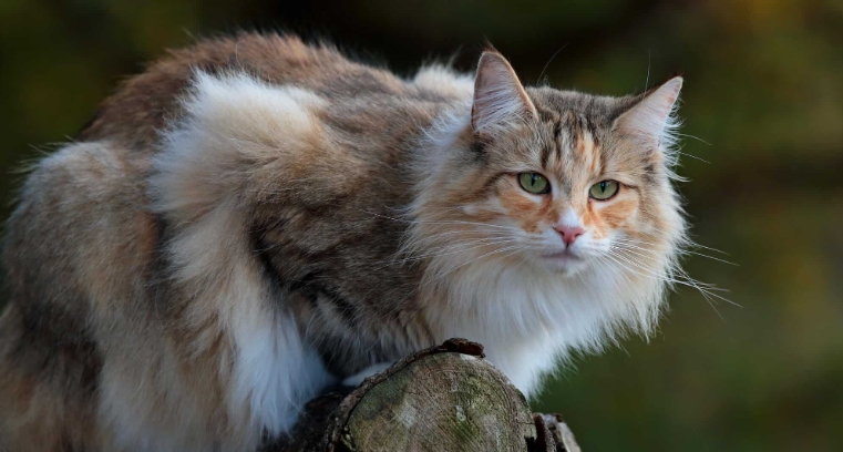 black smoke norwegian forest cat