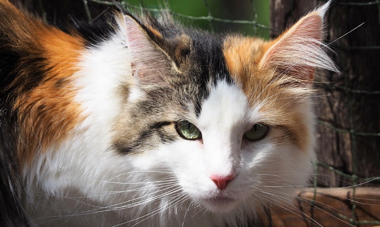 borealis norwegian forest cats