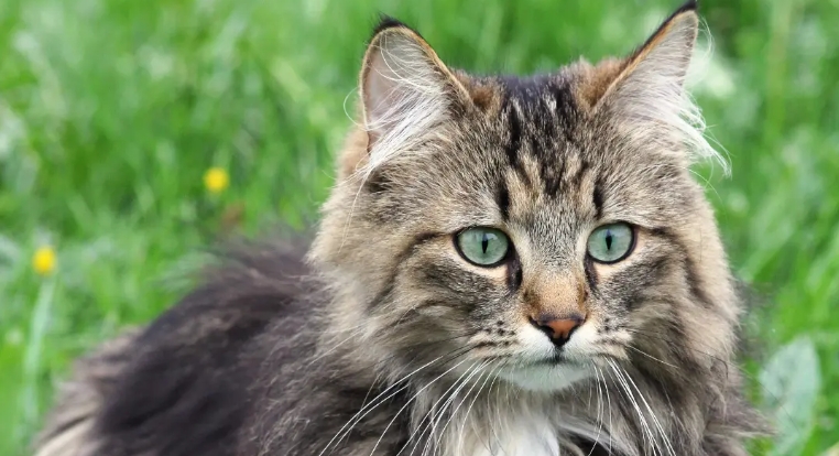 chocolate norwegian forest cat