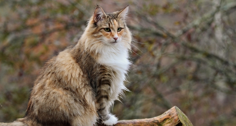 food for norwegian forest cat