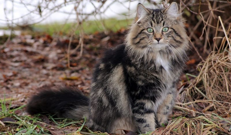 large norwegian cat