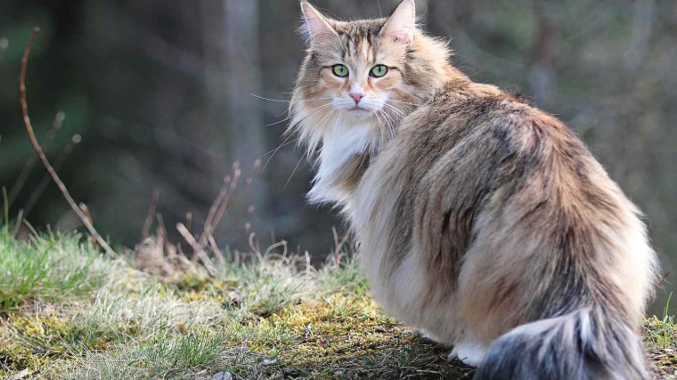 norway wood cat