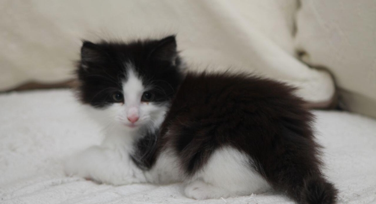 black and white norwegian forest cat