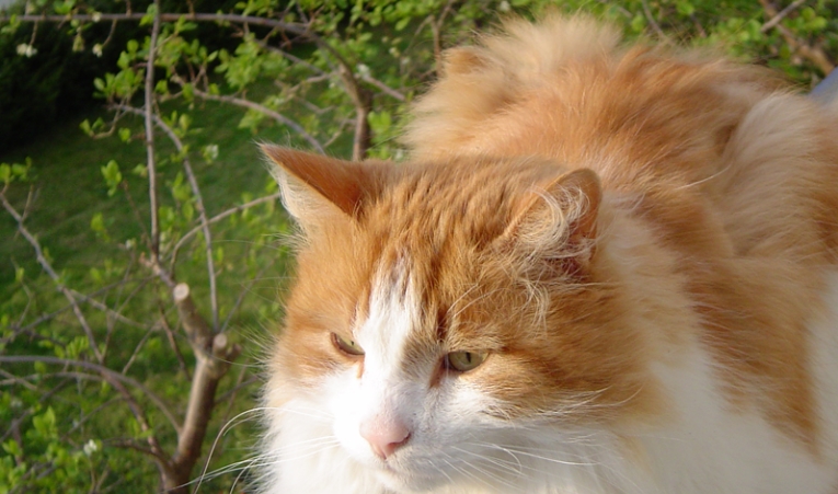 norwegian cat orange