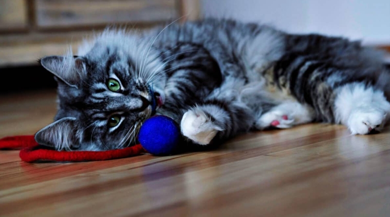 blue norwegian cat