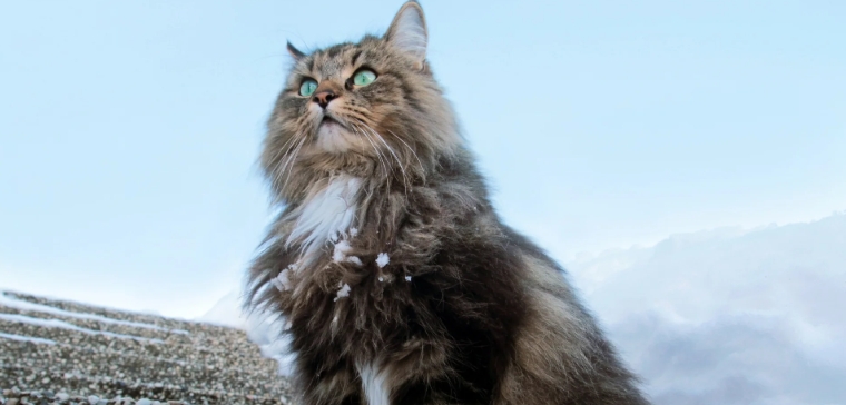 blue smoke norwegian forest cat