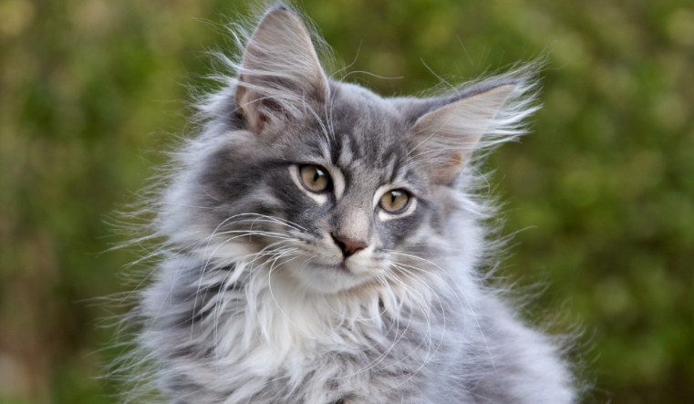 characteristics of a norwegian forest cat