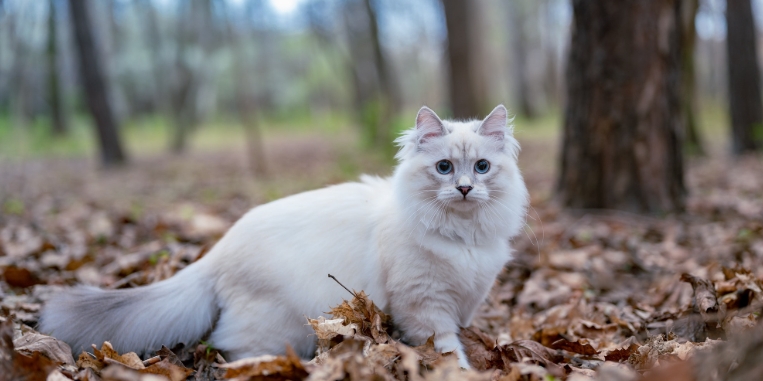 fluffy norwegian forest cat