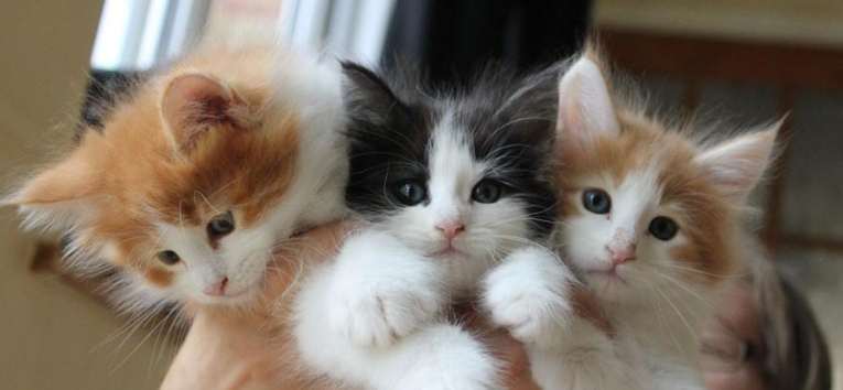 kitten norwegian forest cat