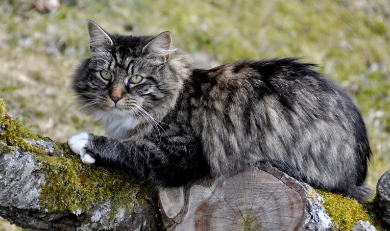 maine coon x norwegian forest cat