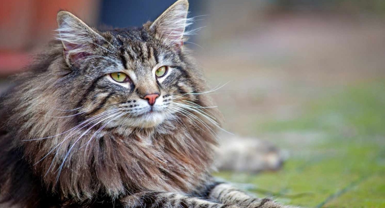 norway forest cat price