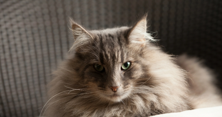 norwegian forest cat adoption