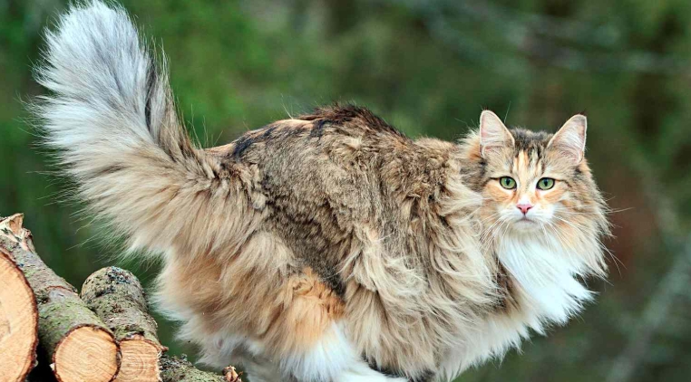 norwegian forest cat for sale near me