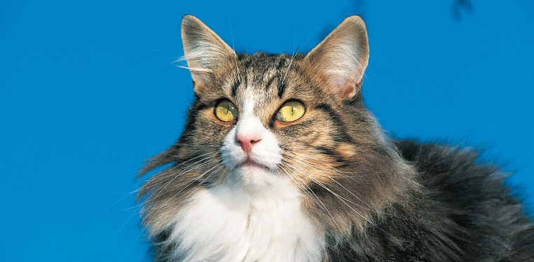 royal canin norwegian forest cat