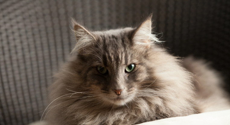 norwegian forest cat near me