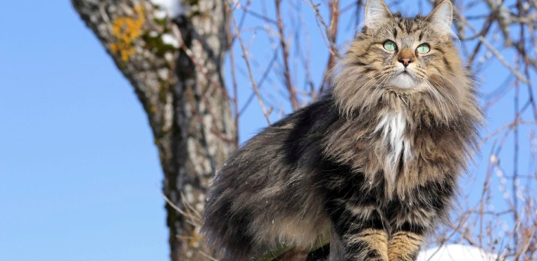 forest cat tree